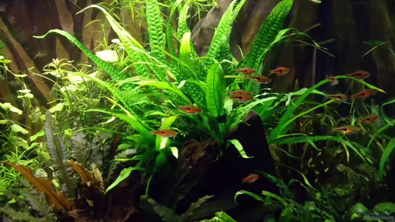 Rasbora espei von Oliver Bartels (5)