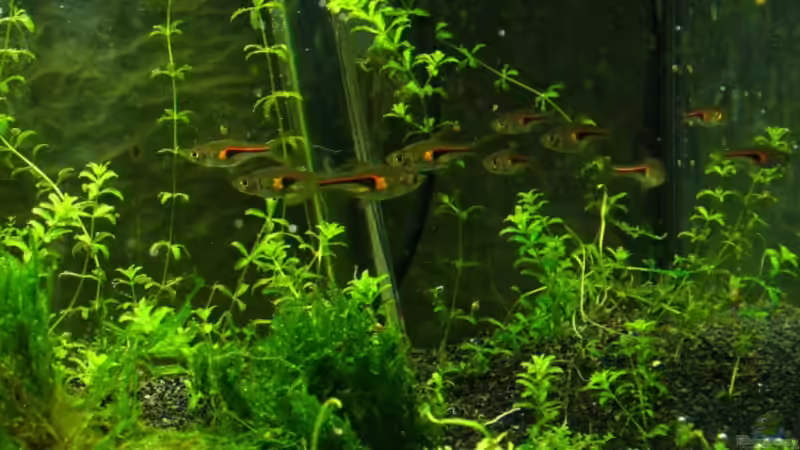 Aquarien mit Trigonostigma hengeli (Hengels Keilfleckbärbling)