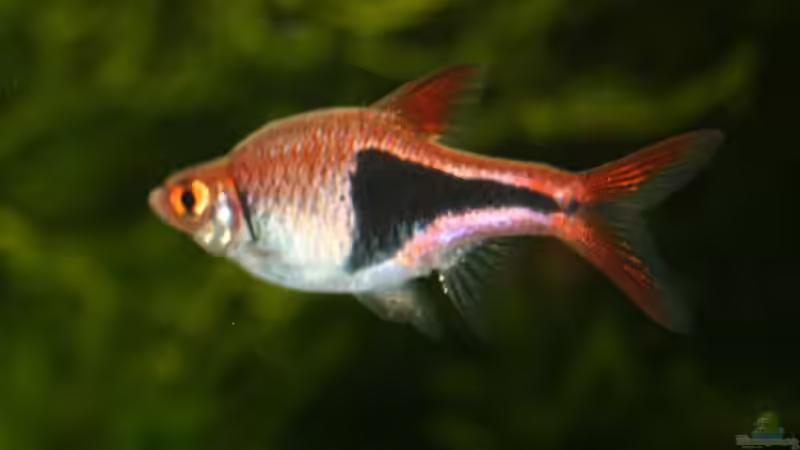 Rasbora heteromorpha von Sebastian Seiler (14)