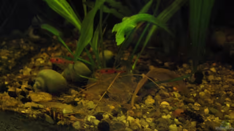 Rasbora Arten im Aquarium halten (Einrichtungsbeispiele für Rasbora)