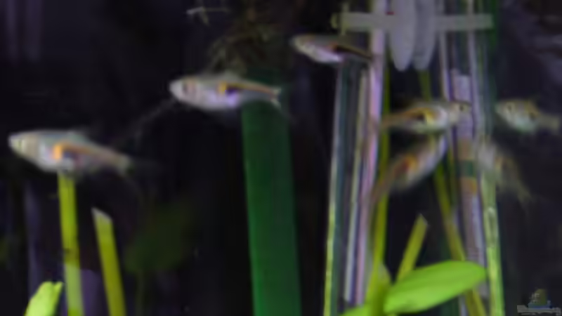 rasboras hengelii (nicht mehr im Becken) von Sunnyboy_72 (15)