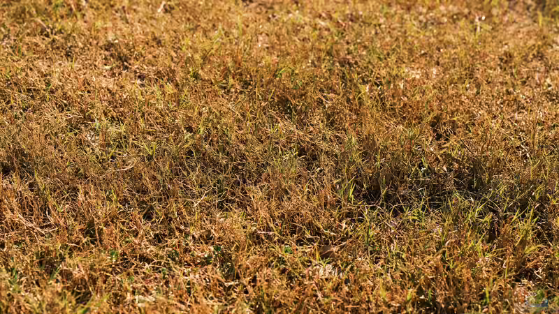 Rasen bei Hitze retten: So bleibt der Garten auch im Sommer grün und vital