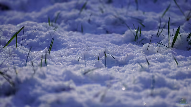 Rasen düngen - so bekommt dein Garten dauerhaft eine kräftige, sattgrüne Grasnarbe