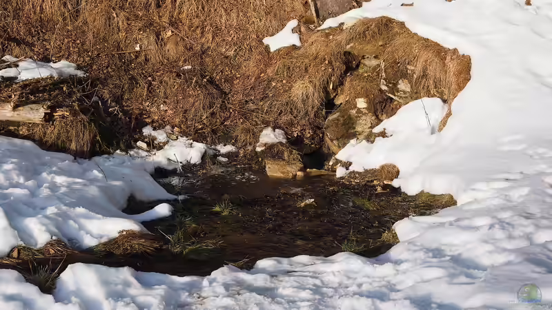 Rasen im Schnee: Schneeschimmel und andere Schäden