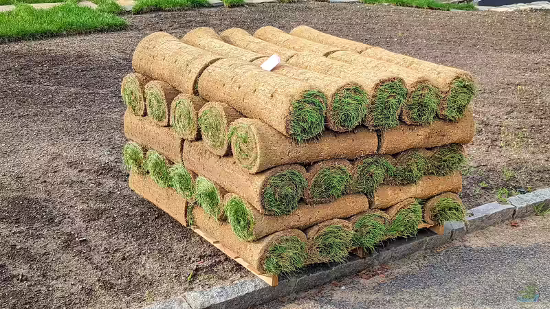 Rasen neu anlegen - Der umfassende Leitfaden für den perfekten Gartenrasen