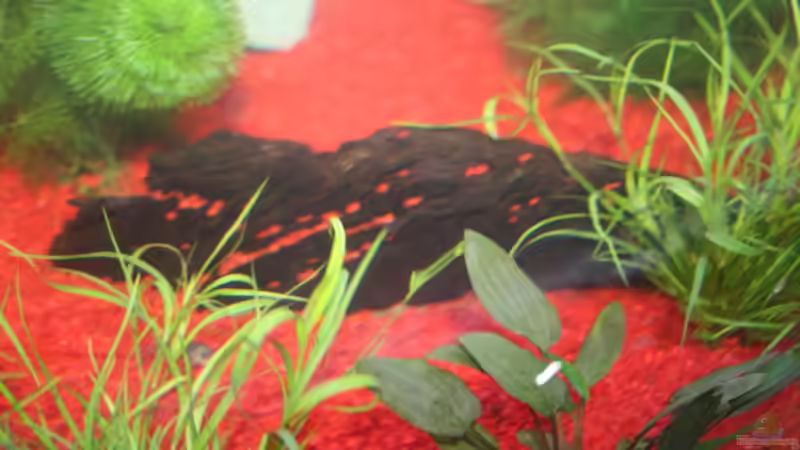 Raspelholz für die Welse von Stefanie Mohr (12)