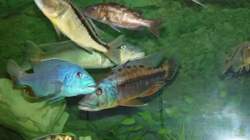 Rasselbande :o) von Thomas Knecht (13)