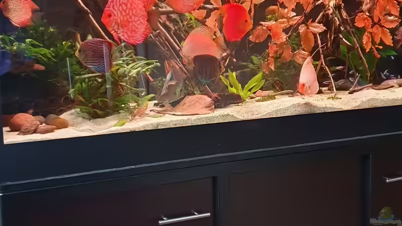 Rasselbande  von Ronny Fessel (2)