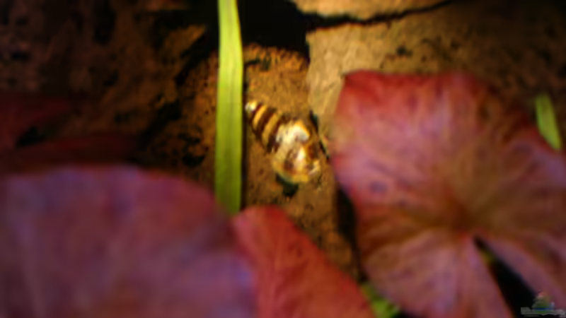 Raub Schnecke von Sabrina Schäfer (13)