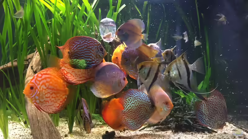 Raubfisch Fütterung  von GG (22)