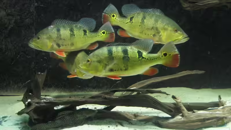 Raubfische aus Südamerika: Das sind die bei Aquarianern beliebtesten Arten