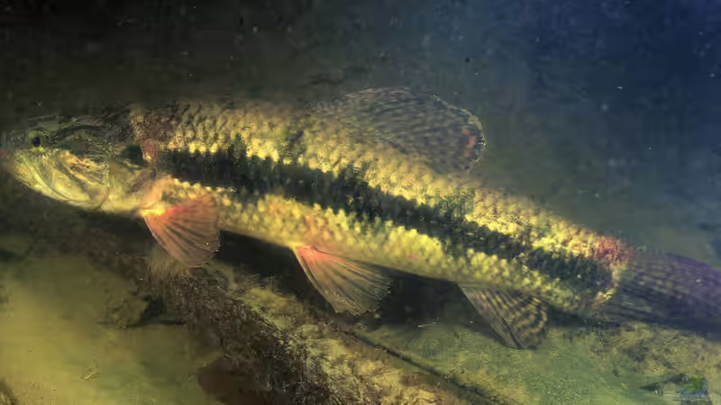 Raubfische aus Südamerika: Das sind die bei Aquarianern beliebtesten Arten