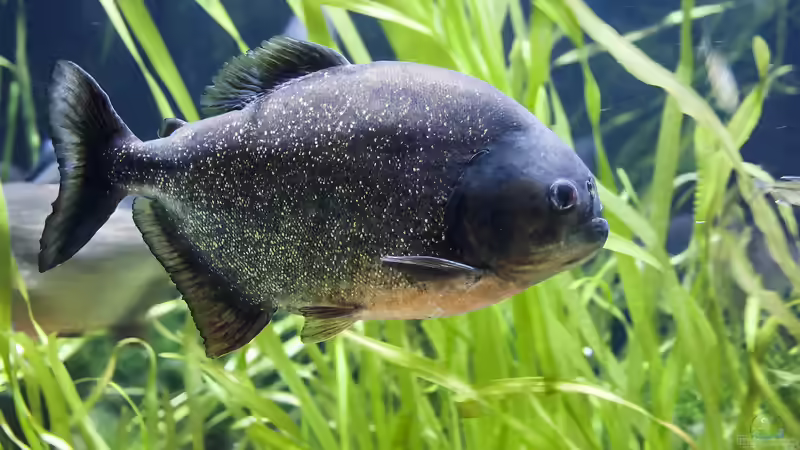 Raubfische aus Südamerika: Das sind die bei Aquarianern beliebtesten Arten