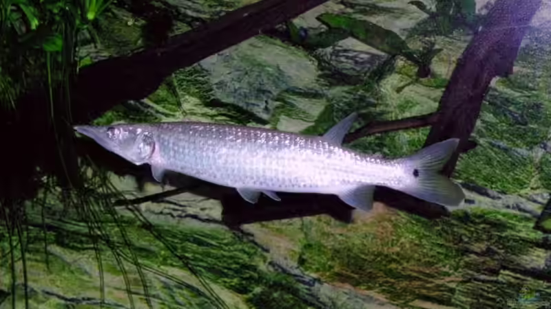 Raubfische aus Südamerika: Das sind die bei Aquarianern beliebtesten Arten