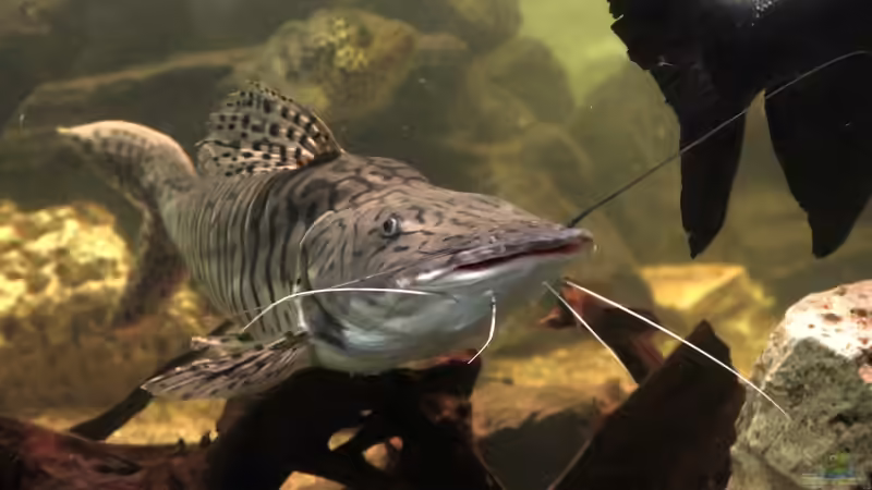 Raubfische aus Südamerika: Das sind die bei Aquarianern beliebtesten Arten