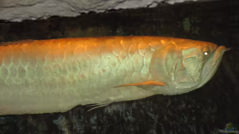 Raubfische aus Südamerika: Das sind die bei Aquarianern beliebtesten Arten