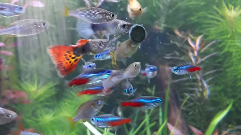 Raubfischfütterung von Michael Müller (13)