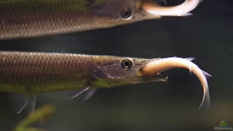 Raubsalmler aus Südamerika: faszinierende Jäger für große Aquarien