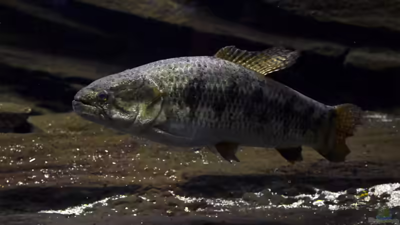 Raubsalmler aus Südamerika: faszinierende Jäger für große Aquarien