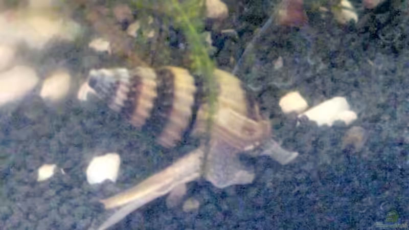 Raubschnecke - Anentome helena von manala (15)