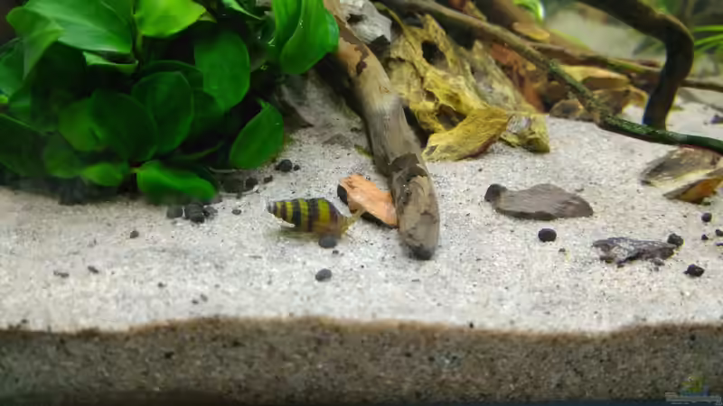 Raubschnecke  von Shiro13 (10)