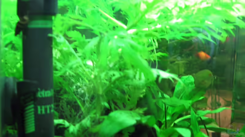 Heizstab im Aquarium verwenden (Einrichtungsbeispiele mit Heizstab)