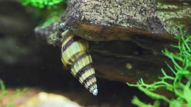 Einrichtungsbeispiele für Aquarien mit Blasenschnecken (Physidae)