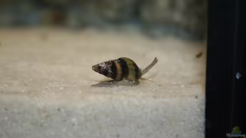 Raubschnecke Helena eine von vielen von Steffen Rübsam (32)