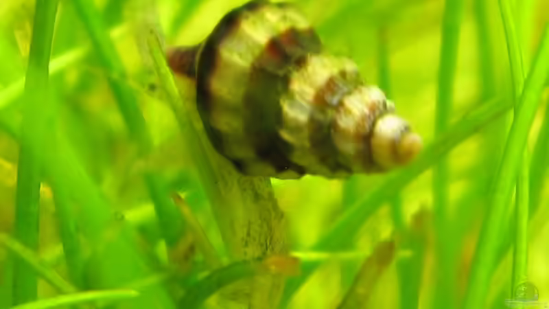 Raubschnecke von Bombay (11)