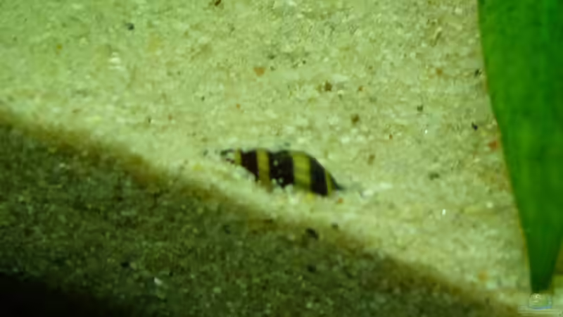 Raubschnecke von Guzzi-Werner (48)