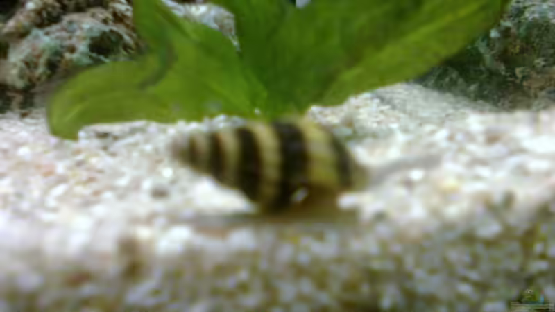 Raubschnecke von Ich bins Volker (9)