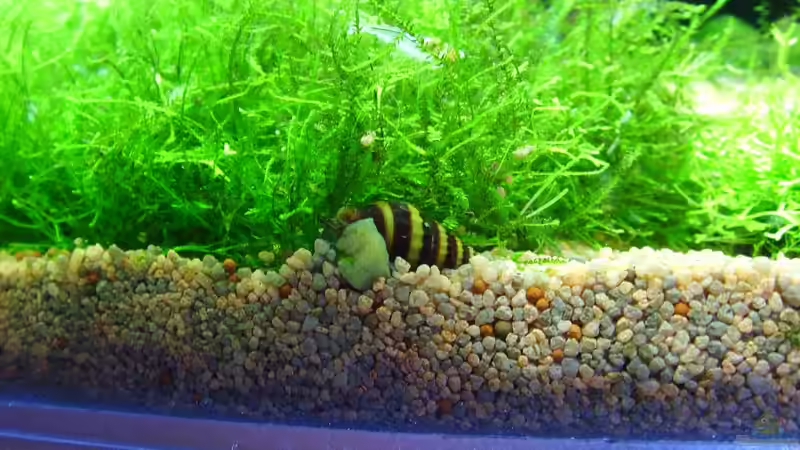 Raubschnecke von Maggus (13)