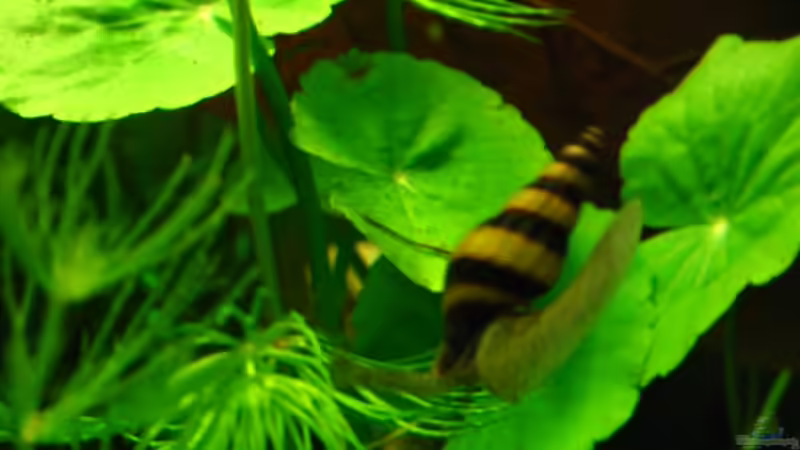 Raubschnecke von Niko Toumanidis (22)