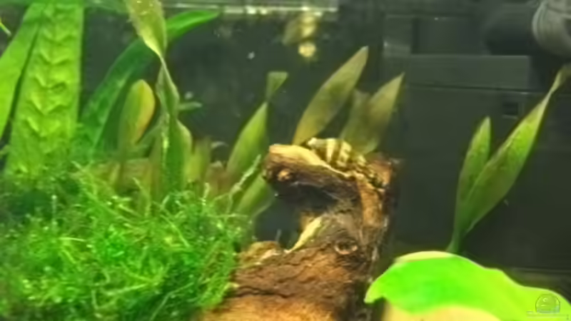 Raubschnecke von sandybunny (24)