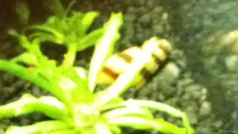 Raubschnecke von Zarquon (6)