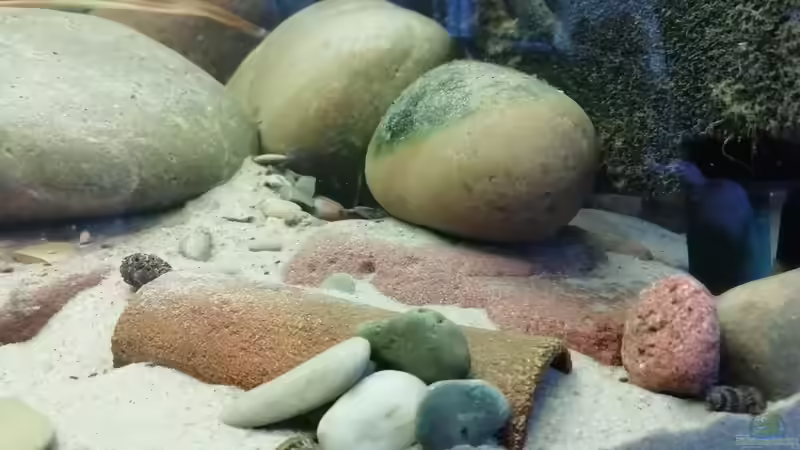 Einrichtungsbeispiele mit Bratpfannenwelsen (Bunocephalus coracoideus)