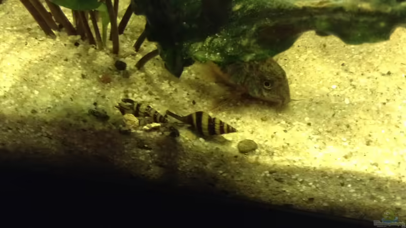 Raubschnecken  von Simon W (9)