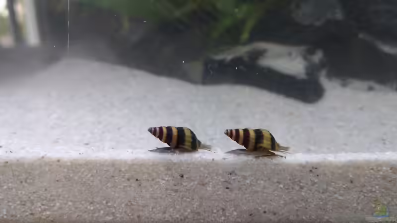 Raubschnecken von Vancouver2010 (131)