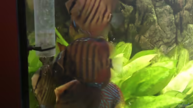 Raubtierfütterung / Das Futterrohr sorgt sehr efektiv dafür das selbst langsam von Solitary (24)