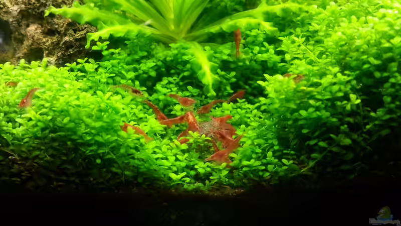 Raubtierfütterung 28.04.2013 von M to the ilan (45)