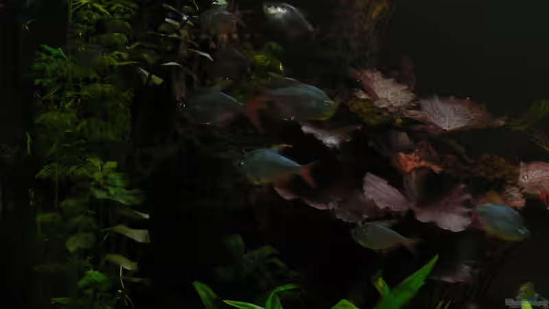 Raubtierfütterung aus dem Trichter; von Zapfenmanderl (37)