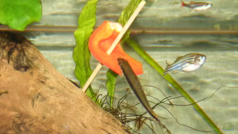 Raubtierfütterung Rüsselbarbe, dicker fetter Zebrabärbling, oben, Kardinälchen von Krätzchen (31)