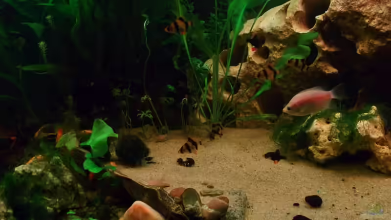 Raubtierfütterung von Babsi Aud (38)