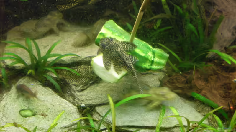 ´Raubtierfütterung´ von Kleiner_Fisch (63)