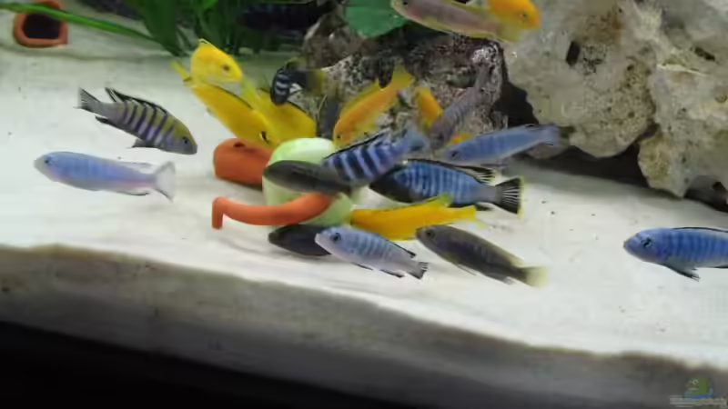 Raubtierfütterung von Michael Geyer (10)