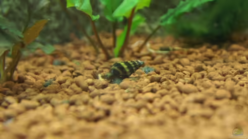 Clea helena im Aquarium halten (Einrichtungsbeispiele mit Raubturmdeckelschnecke)
