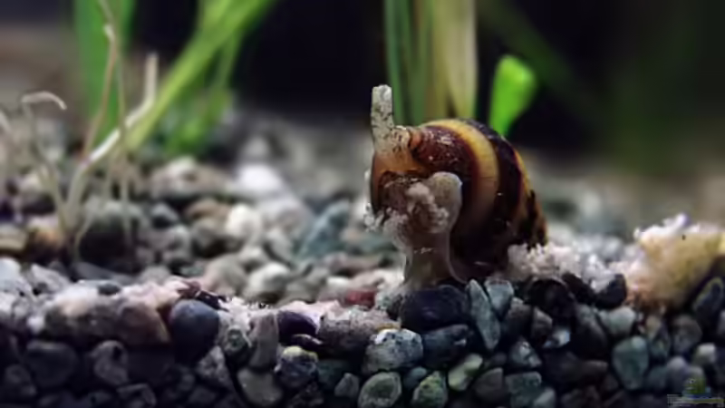 Clea helena im Aquarium halten (Einrichtungsbeispiele mit Raubturmdeckelschnecke)