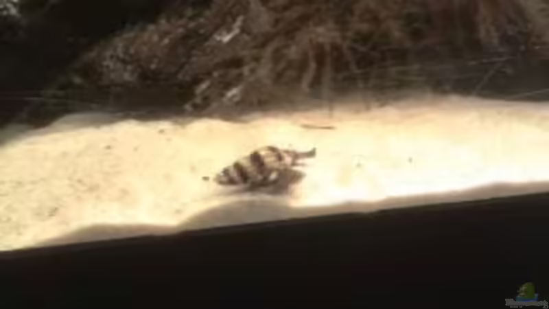 Raubturmdeckelschnecke *Helena* von Snow-white89 (12)