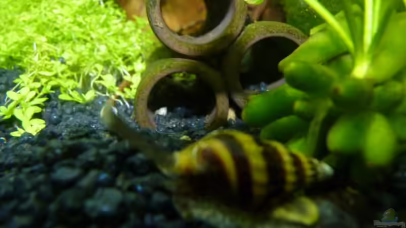 Raubturmdeckelschnecke von Josef Braun (30)