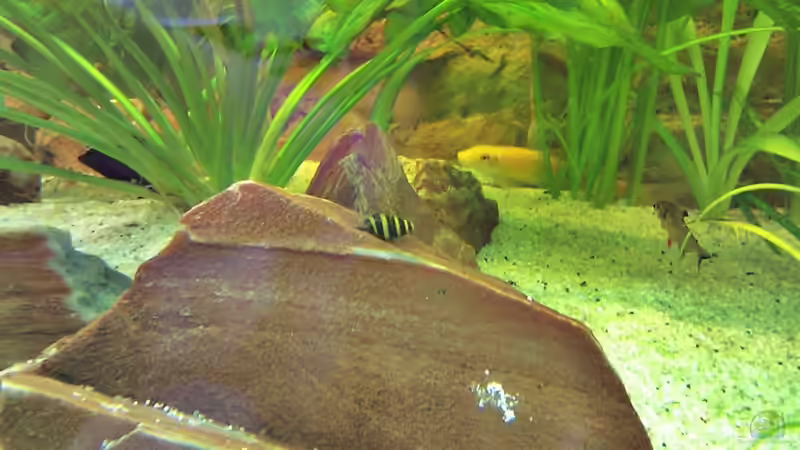 Raubturmdeckelschnecke von LockHeed (18)